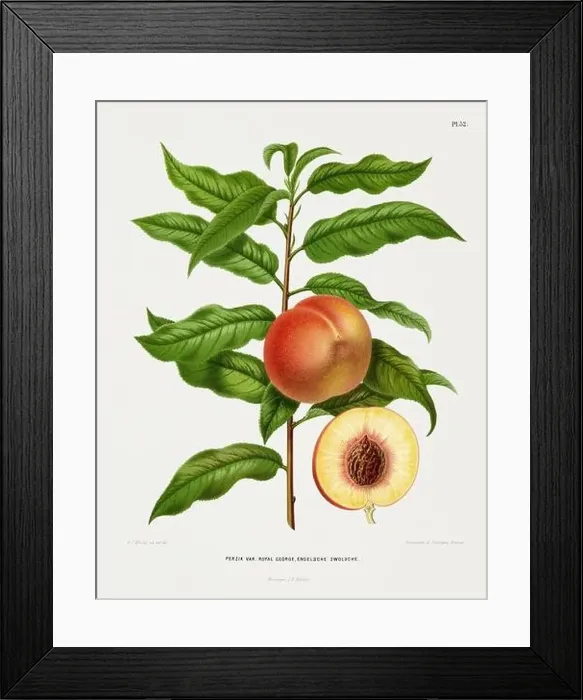 Framed Print : Vintage fruit illustration. Dutch botanical book illustration. Circa 1880 Framed Print : Vintage fruit illustration. Dutch botanical book illustration. Circa 1880