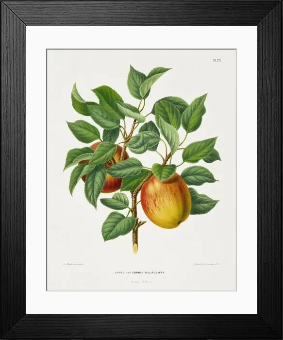 Framed Print : Vintage fruit illustration. Dutch botanical book illustration. Circa 1880 Framed Print : Vintage fruit illustration. Dutch botanical book illustration. Circa 1880