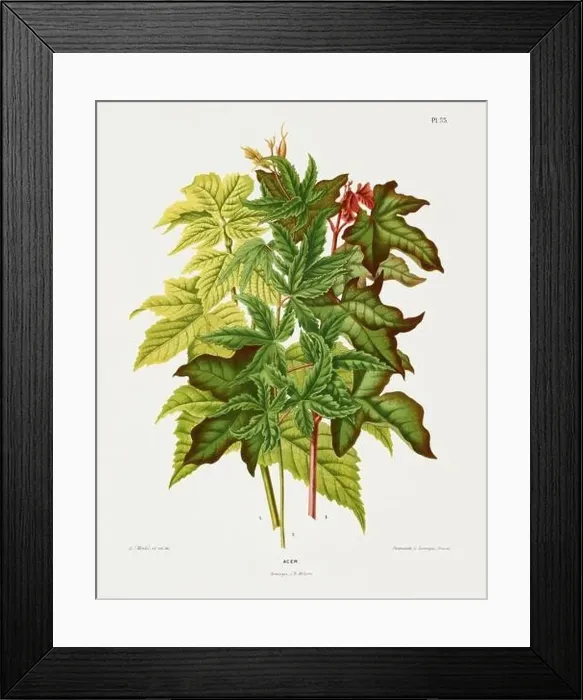 Framed Print : Vintage Acer leaves illustration. Dutch botanical book illustration. Circa 1880 Framed Print : Vintage Acer leaves illustration. Dutch botanical book illustration. Circa 1880