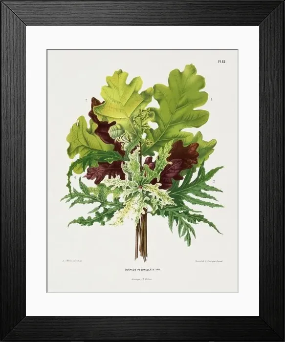Framed Print : Vintage oak leaves illustration. Dutch botanical book illustration. Circa 1880