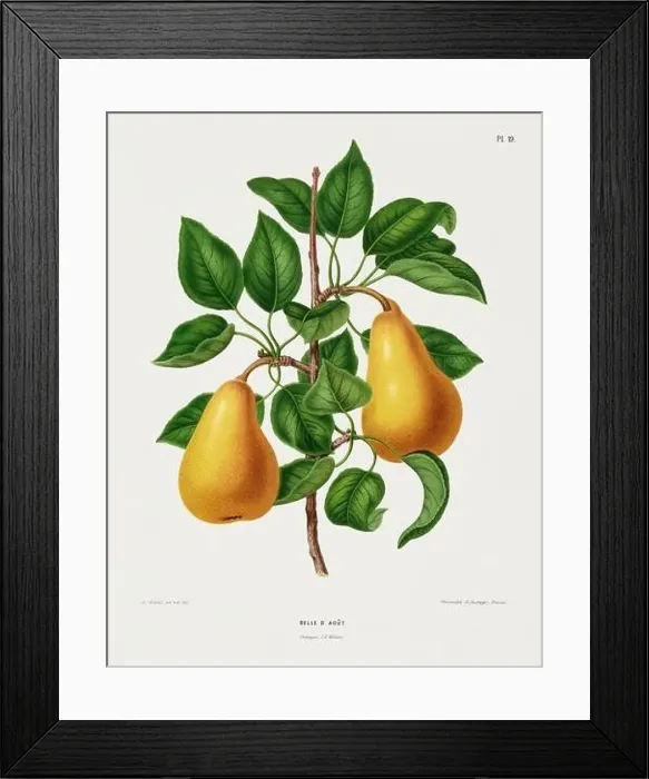Framed Print : Vintage fruit illustration. Dutch botanical book illustration. Circa 1880 Framed Print : Vintage fruit illustration. Dutch botanical book illustration. Circa 1880