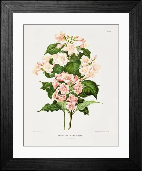 Framed Print : Vintage flower illustration. Dutch botanical book illustration. Circa 1880
