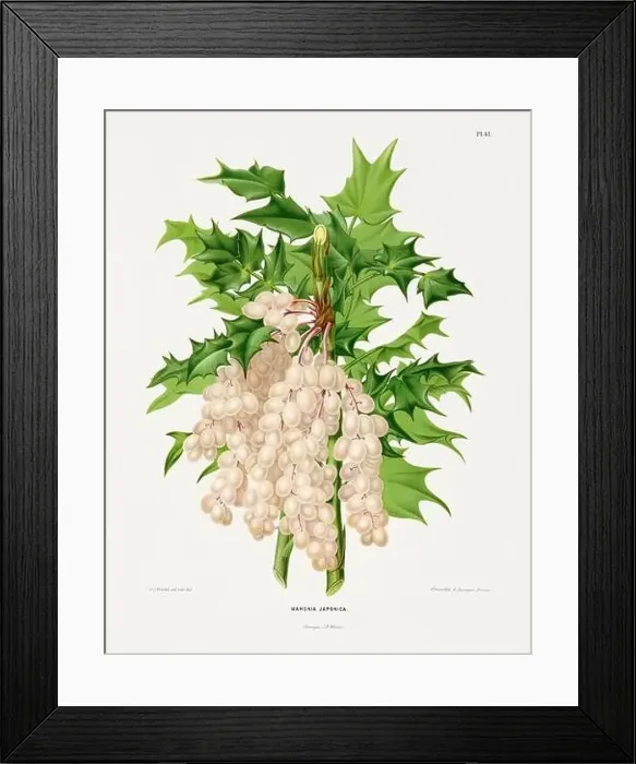 Framed Print : Vintage fruit illustration. Dutch botanical book illustration. Circa 1880 Framed Print : Vintage fruit illustration. Dutch botanical book illustration. Circa 1880
