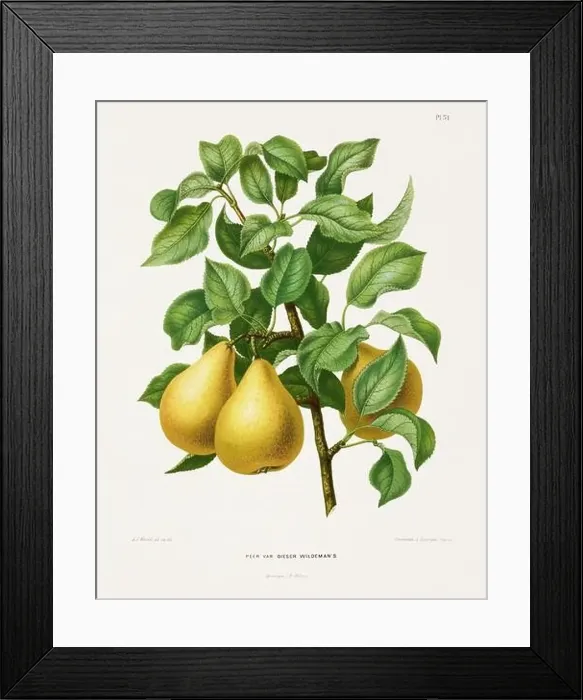 Framed Print : Vintage fruit illustration. Dutch botanical book illustration. Circa 1880 Framed Print : Vintage fruit illustration. Dutch botanical book illustration. Circa 1880