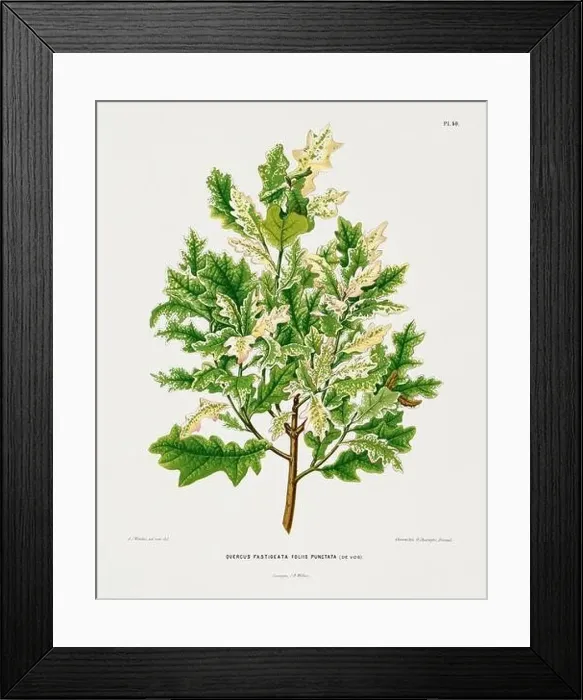 Framed Print : Vintage oak tree illustration. Dutch botanical book illustration. Circa 1880 Framed Print : Vintage oak tree illustration. Dutch botanical book illustration. Circa 1880