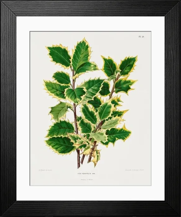 Framed Print : Vintage plant illustration. Dutch botanical book illustration. Circa 1880 Framed Print : Vintage plant illustration. Dutch botanical book illustration. Circa 1880