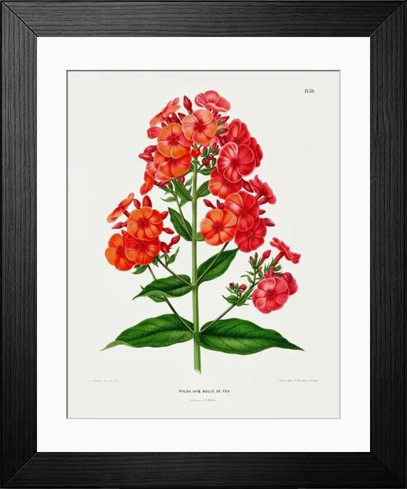 Framed Print : Vintage flower illustration. Dutch botanical book illustration. Circa 1880
