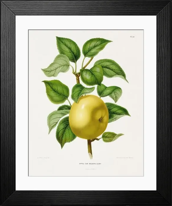 Framed Print : Vintage fruit illustration. Dutch botanical book illustration. Circa 1880 Framed Print : Vintage fruit illustration. Dutch botanical book illustration. Circa 1880