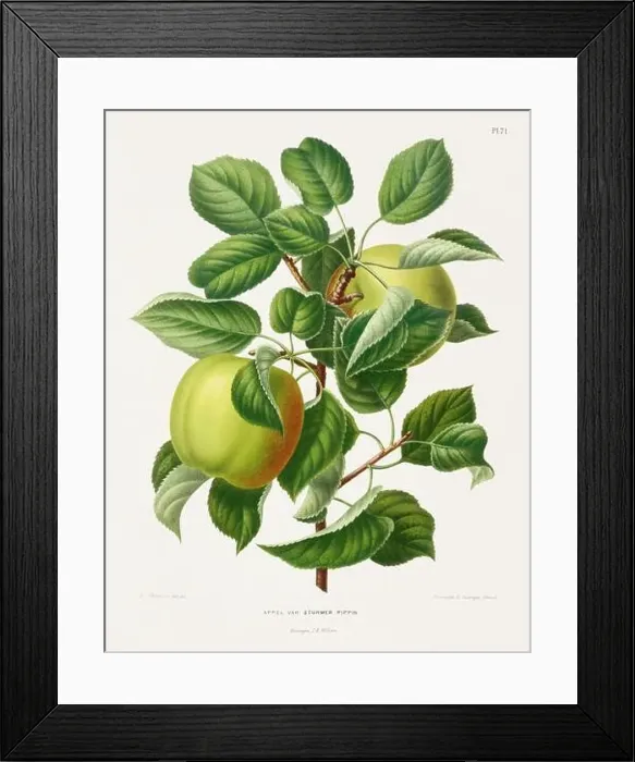 Framed Print : Vintage fruit illustration. Dutch botanical book illustration. Circa 1880 Framed Print : Vintage fruit illustration. Dutch botanical book illustration. Circa 1880