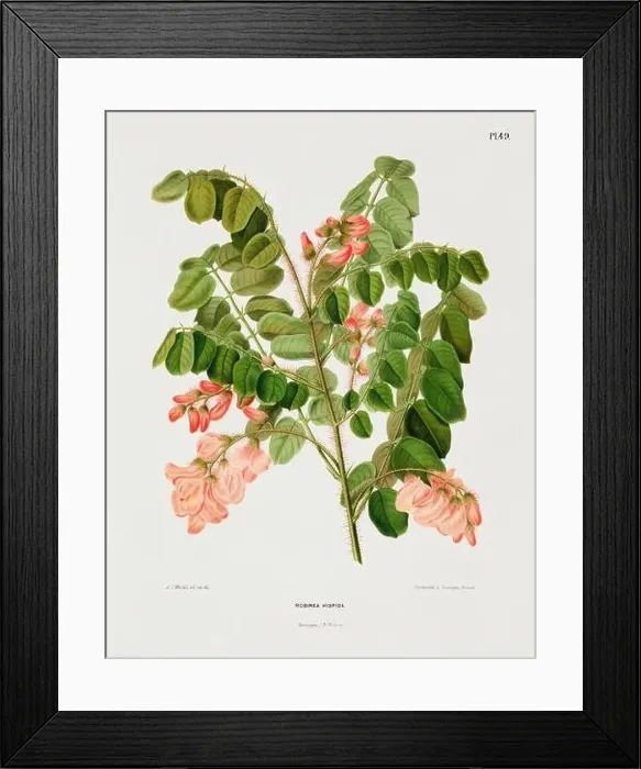 Framed Print : Vintage flower illustration. Dutch botanical book illustration. Circa 1880 Framed Print : Vintage flower illustration. Dutch botanical book illustration. Circa 1880