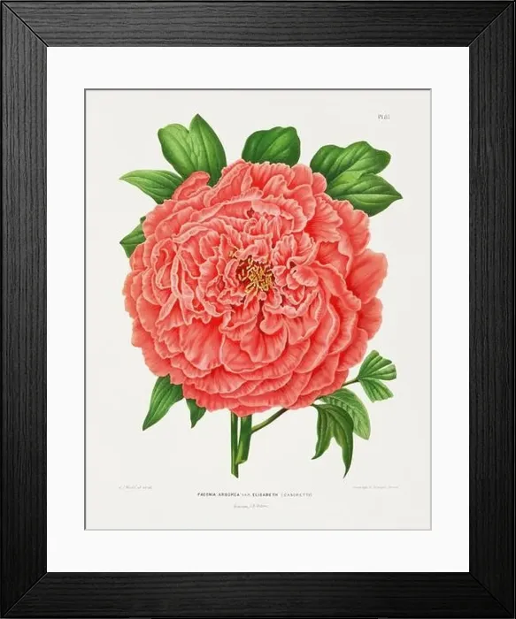 Framed Print : Vintage flower illustration. Dutch botanical book illustration. Circa 1880