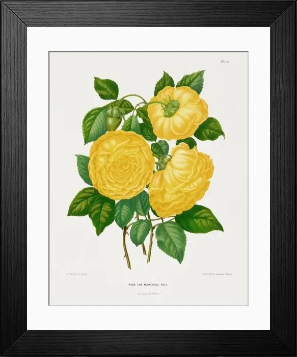 Framed Print : Vintage flower illustration. Dutch botanical book illustration. Circa 1880 Framed Print : Vintage flower illustration. Dutch botanical book illustration. Circa 1880