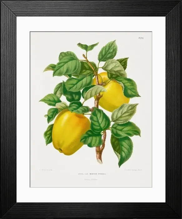 Framed Print : Vintage fruit illustration. Dutch botanical book illustration. Circa 1880 Framed Print : Vintage fruit illustration. Dutch botanical book illustration. Circa 1880