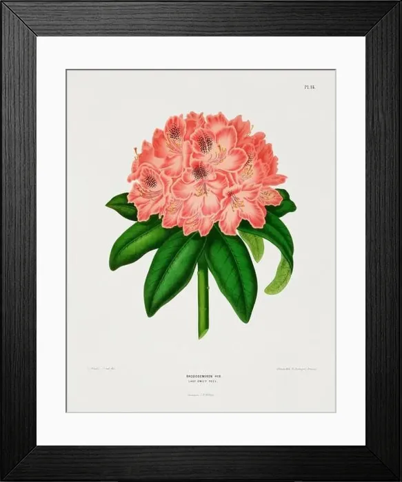 Framed Print : Vintage flower illustration. Dutch botanical book illustration. Circa 1880 Framed Print : Vintage flower illustration. Dutch botanical book illustration. Circa 1880