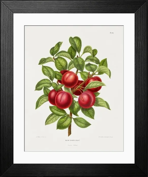 Framed Print : Vintage fruit illustration. Dutch botanical book illustration. Circa 1880 Framed Print : Vintage fruit illustration. Dutch botanical book illustration. Circa 1880
