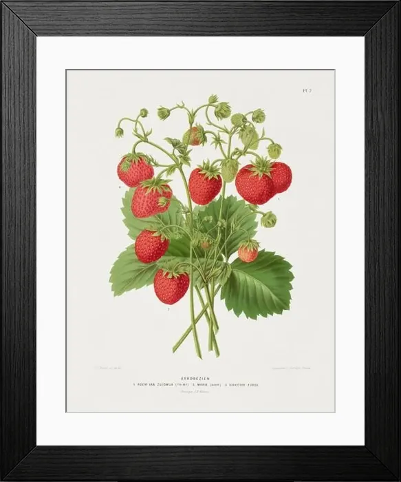 Framed Print : Vintage fruit illustration. Dutch botanical book illustration. Circa 1880 Framed Print : Vintage fruit illustration. Dutch botanical book illustration. Circa 1880