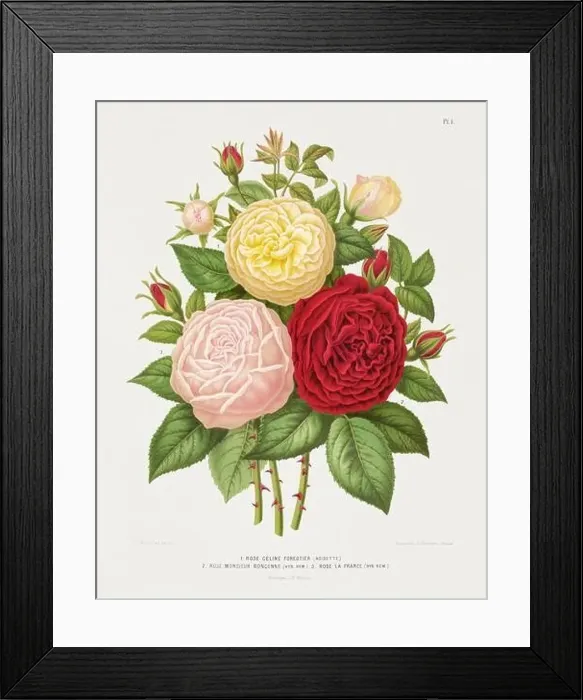 Framed Print : Vintage flower illustration. Dutch botanical book illustration. Circa 1880