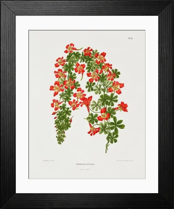 Framed Print : Vintage flower illustration. Dutch botanical book illustration. Circa 1880 Framed Print : Vintage flower illustration. Dutch botanical book illustration. Circa 1880