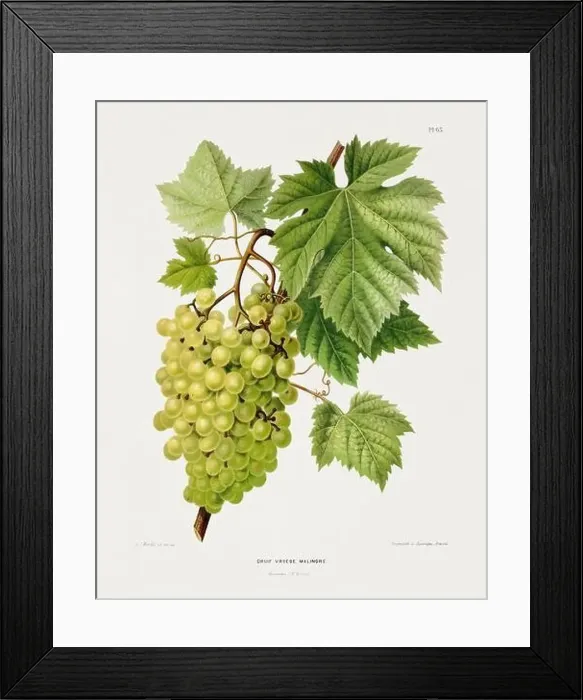 Framed Print : Vintage fruit illustration. Dutch botanical book illustration. Circa 1880 Framed Print : Vintage fruit illustration. Dutch botanical book illustration. Circa 1880