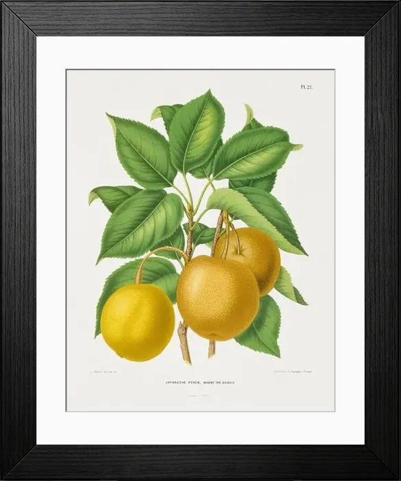 Framed Print : Vintage fruit illustration. Dutch botanical book illustration. Circa 1880 Framed Print : Vintage fruit illustration. Dutch botanical book illustration. Circa 1880