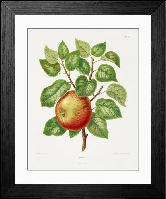 Framed Print : Vintage fruit illustration. Dutch botanical book illustration. Circa 1880 Framed Print : Vintage fruit illustration. Dutch botanical book illustration. Circa 1880