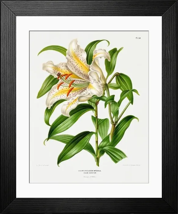 Framed Print : Vintage flower illustration. Dutch botanical book illustration. Circa 1880 Framed Print : Vintage flower illustration. Dutch botanical book illustration. Circa 1880