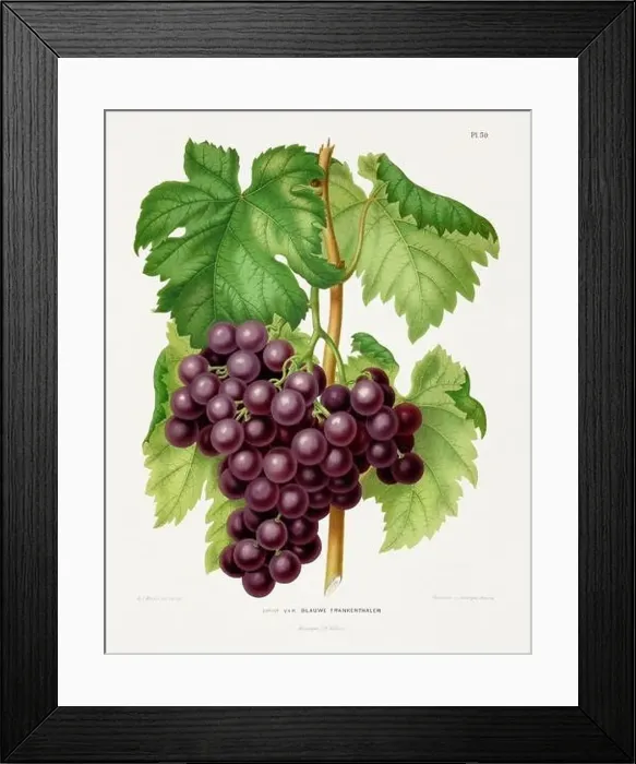 Framed Print : Vintage fruit illustration. Dutch botanical book illustration. Circa 1880 Framed Print : Vintage fruit illustration. Dutch botanical book illustration. Circa 1880
