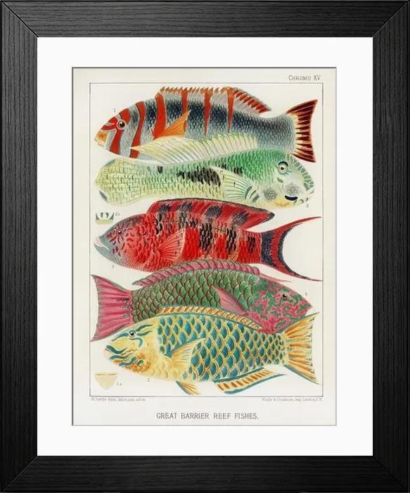 Framed Print : The Great Barrier Reef of Australia. A colorful plate of an antique book about corals and coral reefs Framed Print : The Great Barrier Reef of Australia. A colorful plate of an antique book about corals and coral reefs