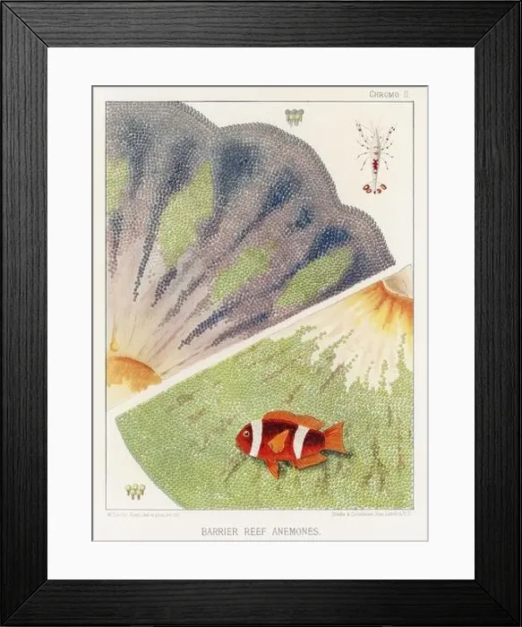 Framed Print : The Great Barrier Reef of Australia. A colorful plate of an antique book about corals and coral reefs Framed Print : The Great Barrier Reef of Australia. A colorful plate of an antique book about corals and coral reefs