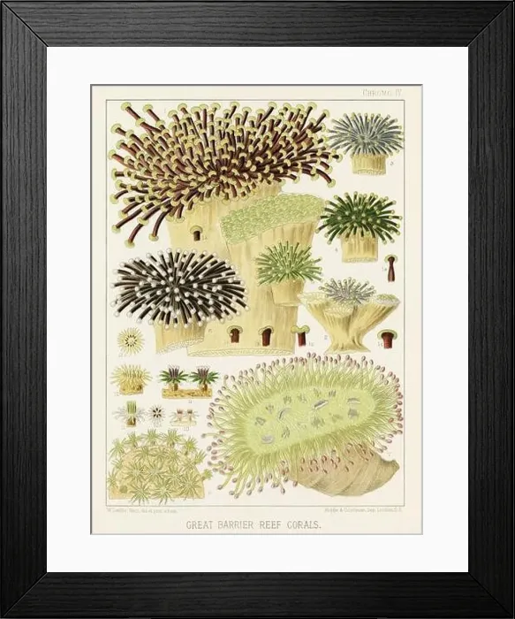 Framed Print : The Great Barrier Reef of Australia. A colorful plate of an antique book about corals and coral reefs Framed Print : The Great Barrier Reef of Australia. A colorful plate of an antique book about corals and coral reefs