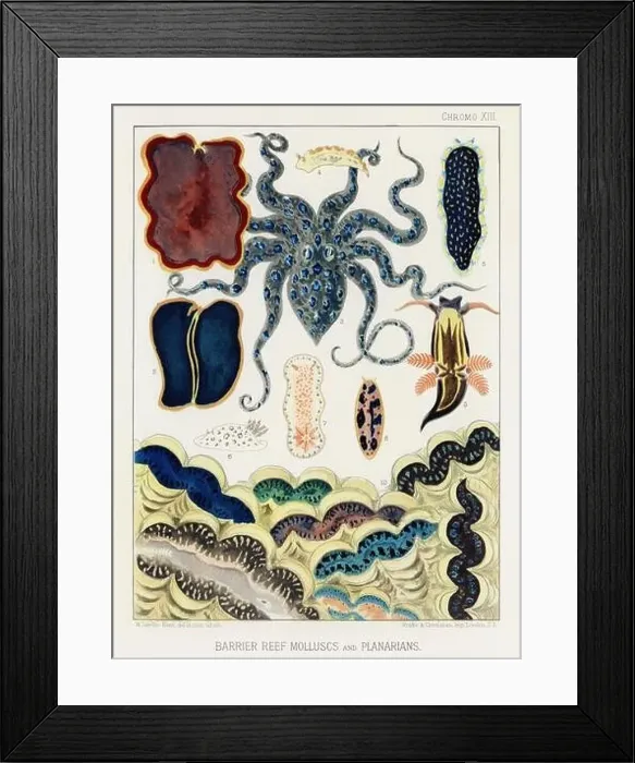 Framed Print : The Great Barrier Reef of Australia. A colorful plate of an antique book about corals and coral reefs Framed Print : The Great Barrier Reef of Australia. A colorful plate of an antique book about corals and coral reefs