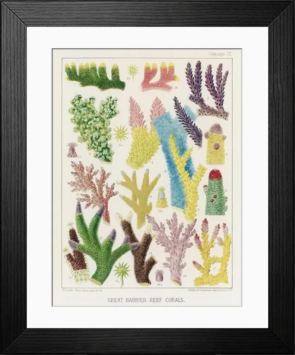 Framed Print : The Great Barrier Reef of Australia. A colorful plate of an antique book about corals and coral reefs Framed Print : The Great Barrier Reef of Australia. A colorful plate of an antique book about corals and coral reefs