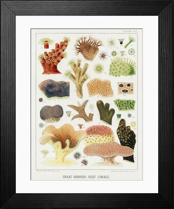 Framed Print : The Great Barrier Reef of Australia. A colorful plate of an antique book about corals and coral reefs Framed Print : The Great Barrier Reef of Australia. A colorful plate of an antique book about corals and coral reefs