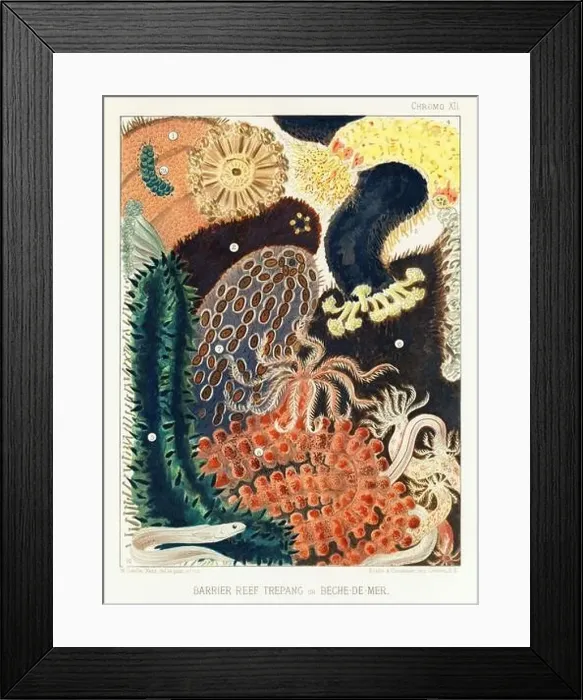 Framed Print : The Great Barrier Reef of Australia. A colorful plate of an antique book about corals and coral reefs Framed Print : The Great Barrier Reef of Australia. A colorful plate of an antique book about corals and coral reefs
