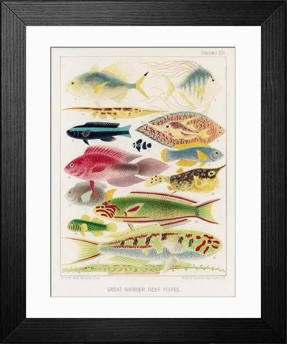 Framed Print : The Great Barrier Reef of Australia. A colorful plate of an antique book about corals and coral reefs Framed Print : The Great Barrier Reef of Australia. A colorful plate of an antique book about corals and coral reefs