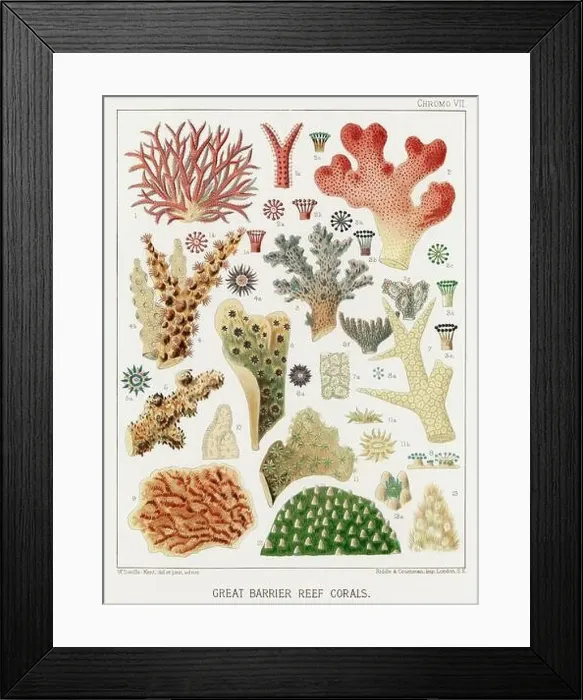 Framed Print : The Great Barrier Reef of Australia. A colorful plate of an antique book about corals and coral reefs Framed Print : The Great Barrier Reef of Australia. A colorful plate of an antique book about corals and coral reefs