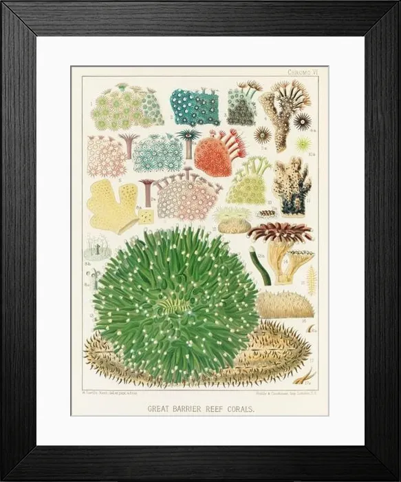 Framed Print : The Great Barrier Reef of Australia. A colorful plate of an antique book about corals and coral reefs Framed Print : The Great Barrier Reef of Australia. A colorful plate of an antique book about corals and coral reefs