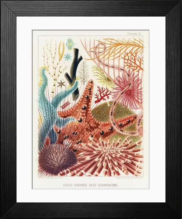 Framed Print : The Great Barrier Reef of Australia. A colorful plate of an antique book about corals and coral reefs Framed Print : The Great Barrier Reef of Australia. A colorful plate of an antique book about corals and coral reefs