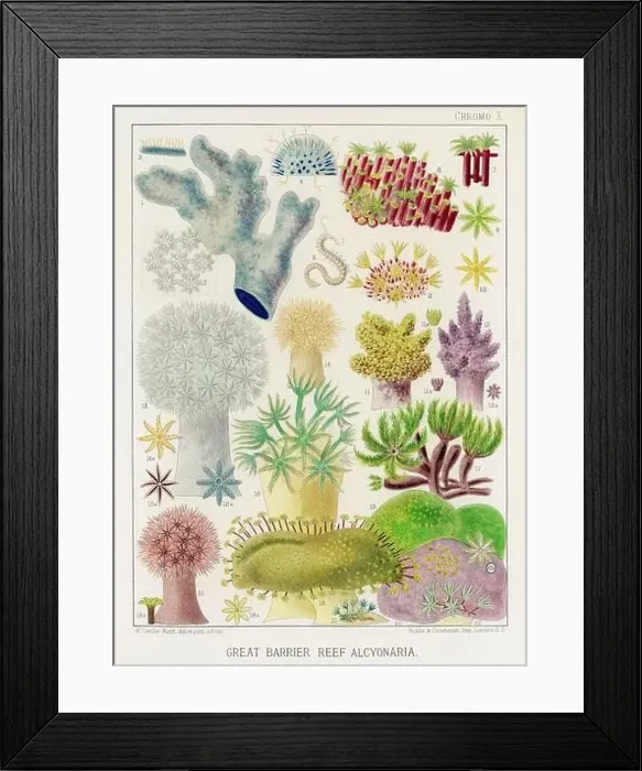 Framed Print : The Great Barrier Reef of Australia. A colorful plate of an antique book about corals and coral reefs Framed Print : The Great Barrier Reef of Australia. A colorful plate of an antique book about corals and coral reefs