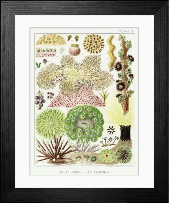 Framed Print : The Great Barrier Reef of Australia. A colorful plate of an antique book about corals and coral reefs Framed Print : The Great Barrier Reef of Australia. A colorful plate of an antique book about corals and coral reefs