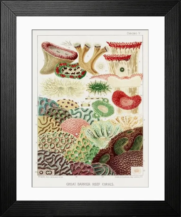 Framed Print : The Great Barrier Reef of Australia. A colorful plate of an antique book about corals and coral reefs Framed Print : The Great Barrier Reef of Australia. A colorful plate of an antique book about corals and coral reefs