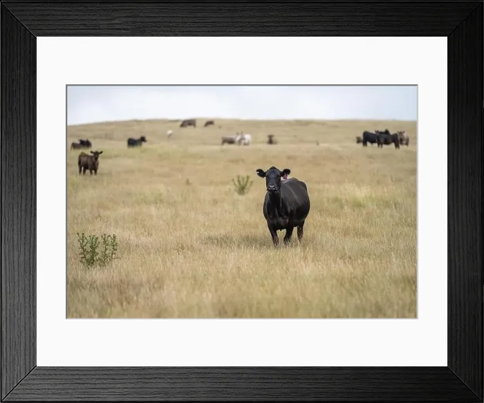 Framed Print : Portrait of cows in a field. Herd of cattle close up Framed Print : Portrait of cows in a field. Herd of cattle close up