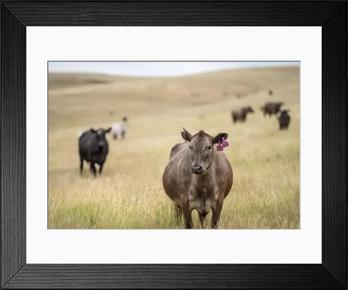 Framed Print : Portrait of cows in a field. Herd of cattle close up Framed Print : Portrait of cows in a field. Herd of cattle close up