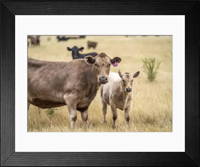 Framed Print : Portrait of cows in a field. Herd of cattle close up Framed Print : Portrait of cows in a field. Herd of cattle close up