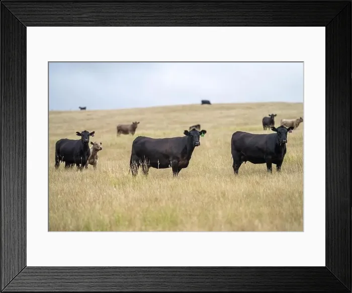 Framed Print : Portrait of cows in a field. Herd of cattle close up Framed Print : Portrait of cows in a field. Herd of cattle close up
