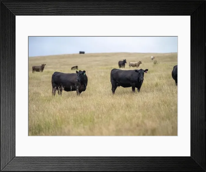 Framed Print : Portrait of cows in a field. Herd of cattle close up Framed Print : Portrait of cows in a field. Herd of cattle close up