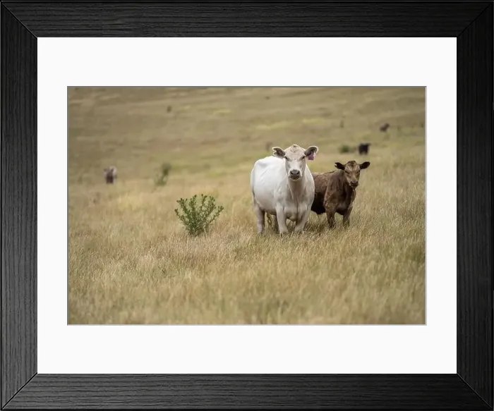 Framed Print : Portrait of cows in a field. Herd of cattle close up Framed Print : Portrait of cows in a field. Herd of cattle close up