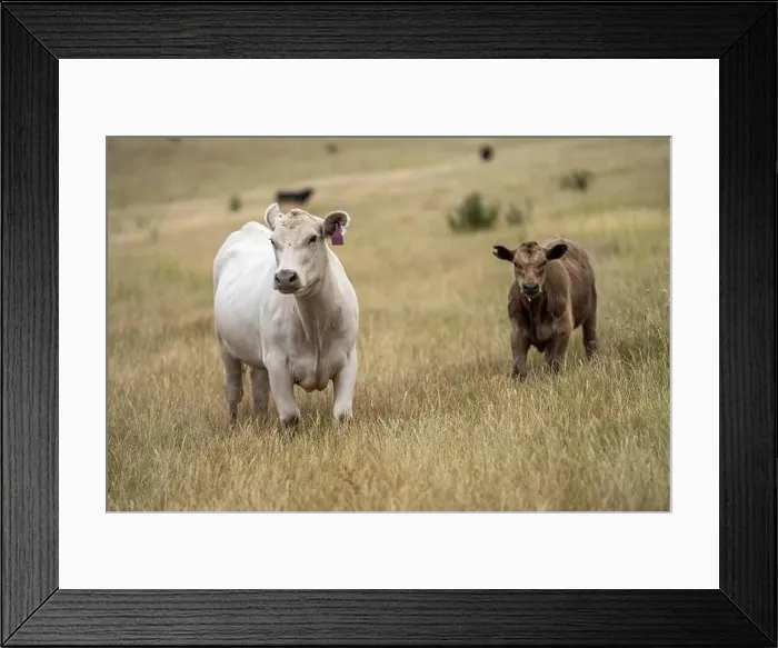 Framed Print : Portrait of cows in a field. Herd of cattle close up Framed Print : Portrait of cows in a field. Herd of cattle close up