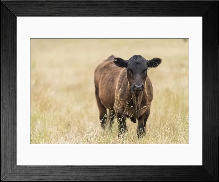 Framed Print : Portrait of cows in a field. Herd of cattle close up