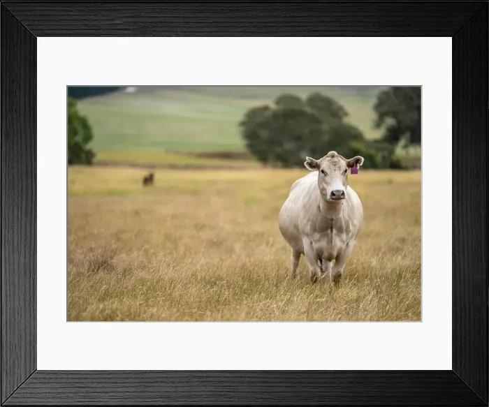 Framed Print : Portrait of cows in a field. Herd of cattle close up Framed Print : Portrait of cows in a field. Herd of cattle close up